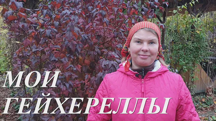 Мои гейхереллы осенью. Куда лучше сажать новые гейхереллы?