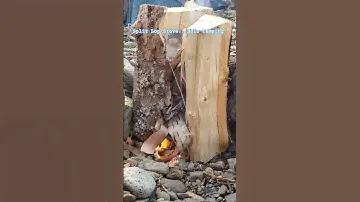 Split Log Stove...Solo Camping