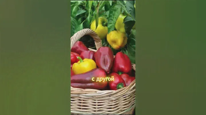 Калиевая селитра #дача #сад