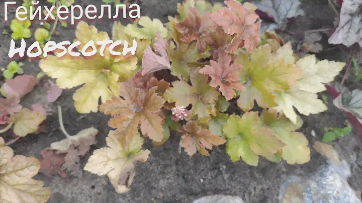 Гейхерелла сорт Hopscotch сменила свой окрас в июле