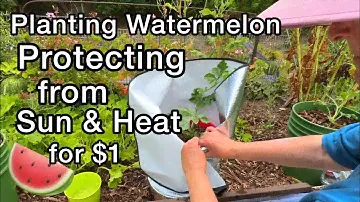 TIPS Growing in the Heat a Vegetable Garden & Planting Watermelon, Sun Shade, Tulle Compost in Place