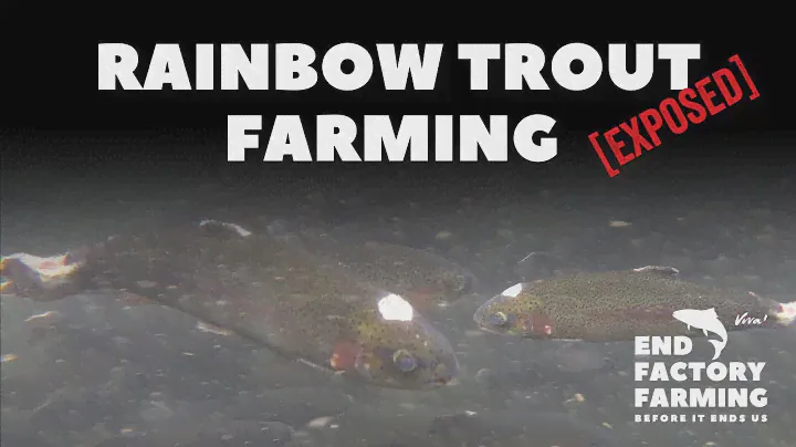 Rainbow Trout Farming Exposed