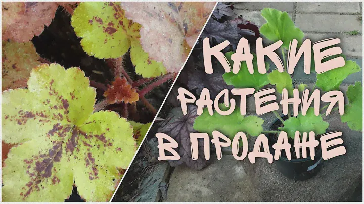 Какие растения в продаже. Какие гейхеры и гейхереллы в продаже? Какие купить растения?