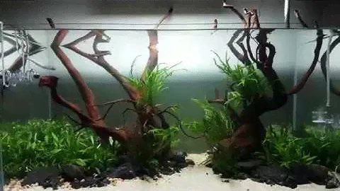 Nature aquarium 90x45x45 cm part 2. Right after planting (with ADA Solar RGB).