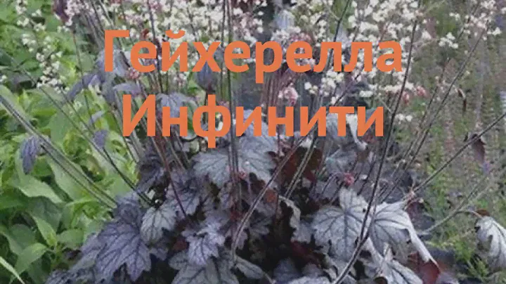 Гейхерелла обыкновенная Инфинити 🌿 обзор: как сажать, саженцы гейхереллы Инфинити