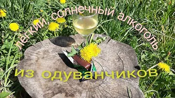 лёгкий, солнечный алкоголь из одуванчиков