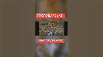 Хозяйственное мыло,леопардовое,ГОСТ с Борной кислотой и перекисью водорода отстирает ВСЁ. #рецепт