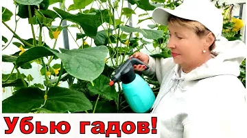 Убью всех "гадов"  и отправлю в бан. Борьба на всех фронтах