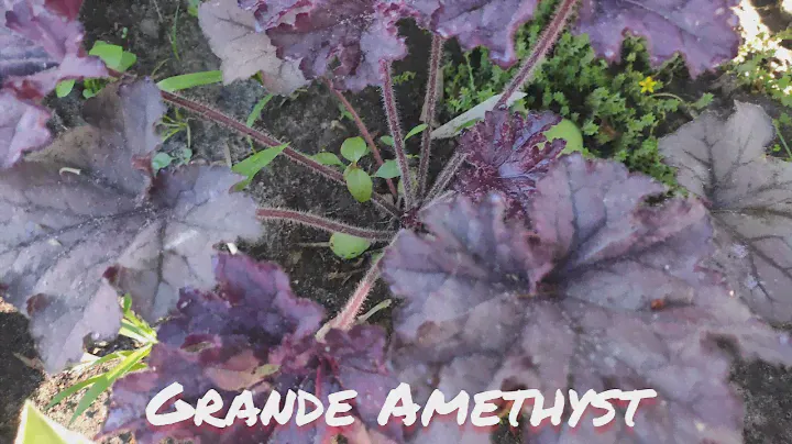 Гейхера сорт Grand amethyst окрас листьев в июне
