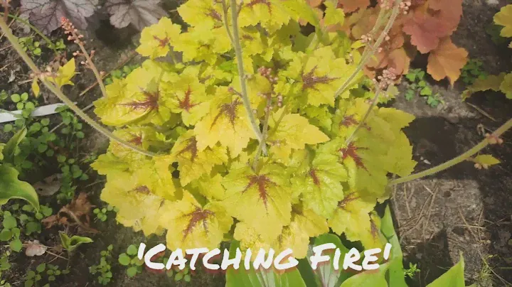Гейхерелла 'Catching Fire'