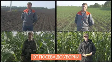 От посева до уборки: какая кукуруза лучше, Краснодар или Франция? Сравнение питательности