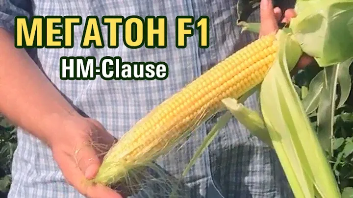 МЕГАТОН F1 - Кукуруза №1 на рынке. Самые большие длинные початки (28-07-2018)