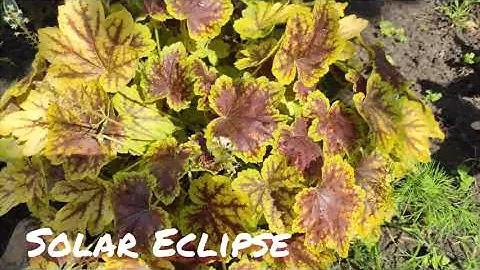 Гейхерелла solar eclipse самый таинственный момент перехода цвета...