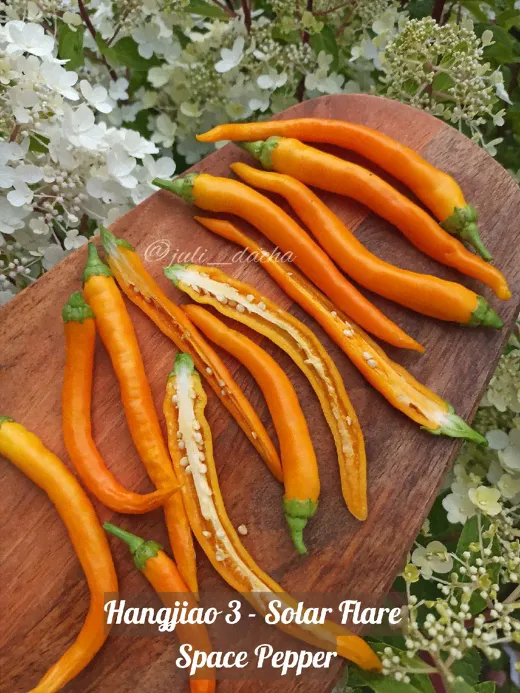 Hangjiao 3 - Solar Flare - Space Pepper /   -  