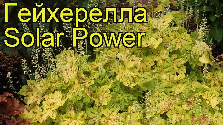 Гейхерелла Солар Повер. Краткий обзор, описание характеристик heucherella Solar Power