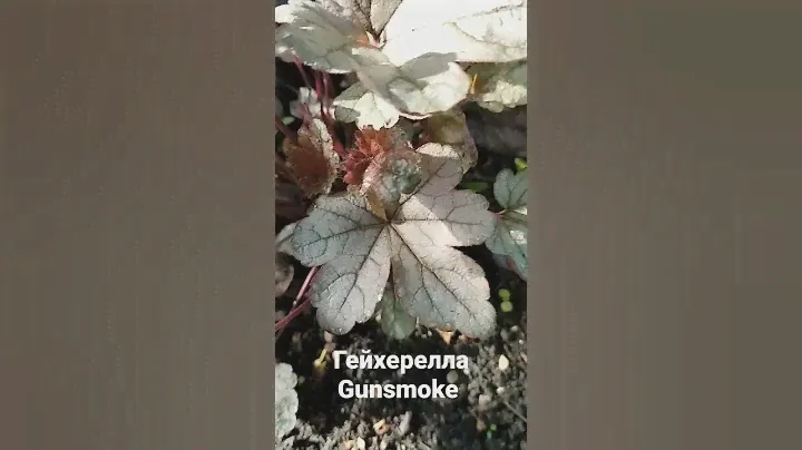 Гейхерелла Gunsmoke
