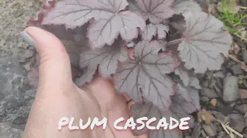 Гейхерелла сорт    PLUM CASCADE