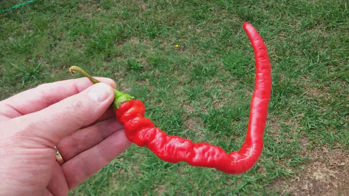 The HJ 4 "Comet's Tail" a "Space Chile" Pod Review for Refining Fire Chiles