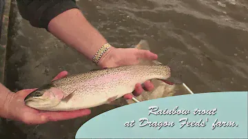 Sustainable Saltwater Rainbow Trout (HD)