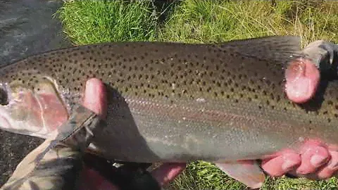 15 - Rainbow Trout - Waitahanui River