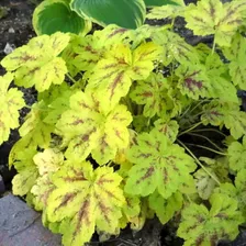 Гейхерелла Солар Пауэр (Heucherella Solar Power)