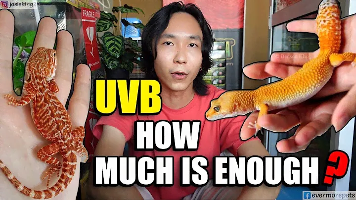 BEARDED DRAGON | Leopard Gecko | REPTILE UVB & LIGHTING EXPLAINED!