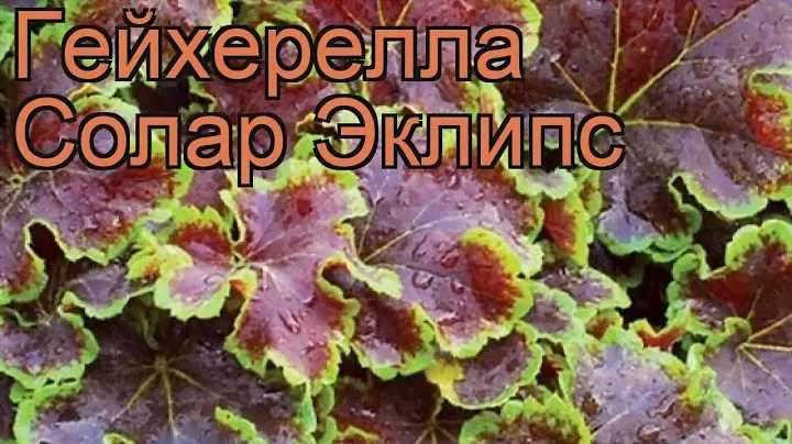 Гейхерелла гибридная Солар Эклипс (heucherella) 🌿 обзор: как сажать, рассада гейхереллы Солар Эклипс