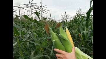 Сладкая кукуруза на початок, гибрид Турбо. Sweet corn on the cob, Turbo hybrid.
