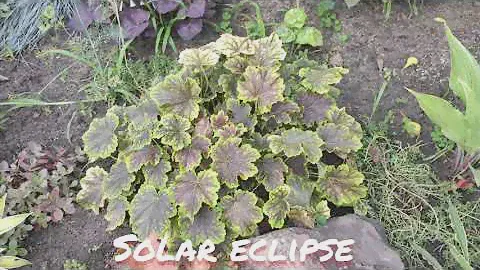 Гейхерелла сорт solar eclipse окрас листьев в июле