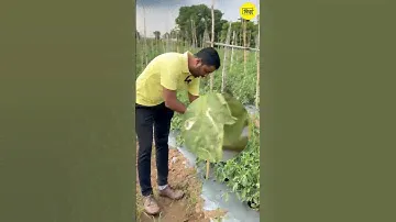 टमाटर की खेती #tomatoleafminor #tlm #tlmlure #leafminer  #organicfertilizer #expert