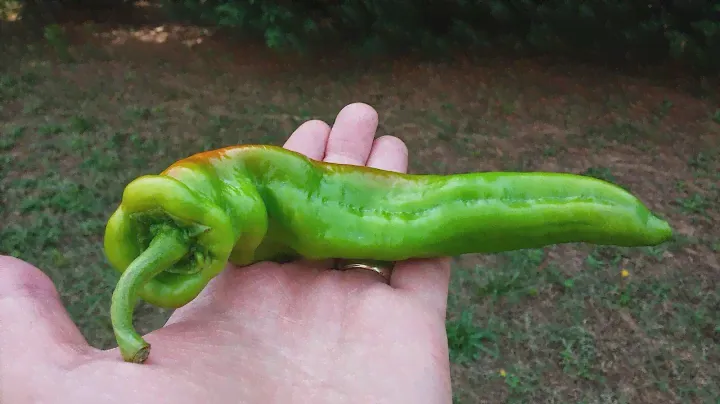 The HJ 9 "Big Bang" a "Space Chile" Pod Review for Refining Fire Chiles