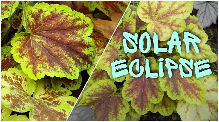 Гейхерелла Solar Eclipse ⭐ Heucherella Solar Eclipse